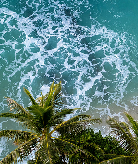 A view of the ocean from above with palm trees.